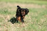 CAVALIER KING CHARLES 706